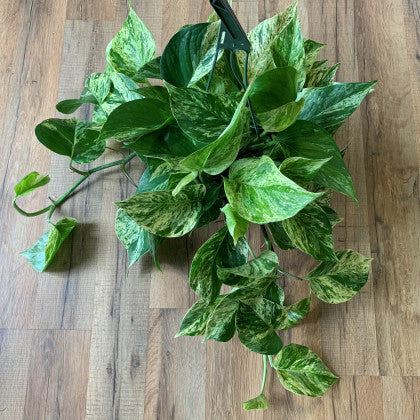 Epipremnum Aureum 'Marble Queen'