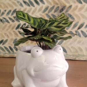 Ceramic Animal Planter