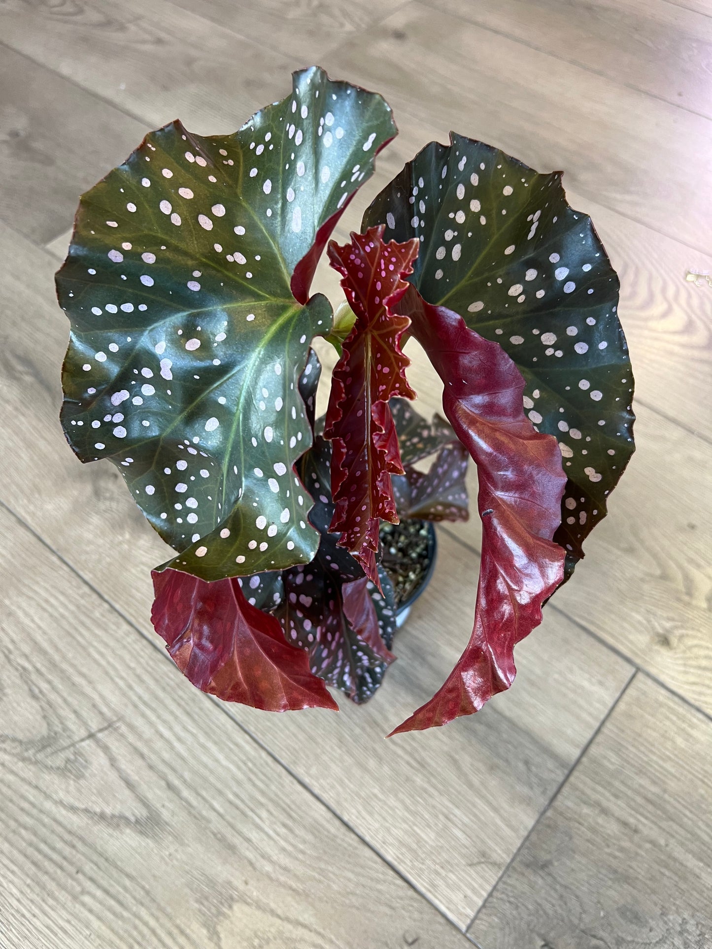 Angel Wing Begonia 'Cracklin Rosie'