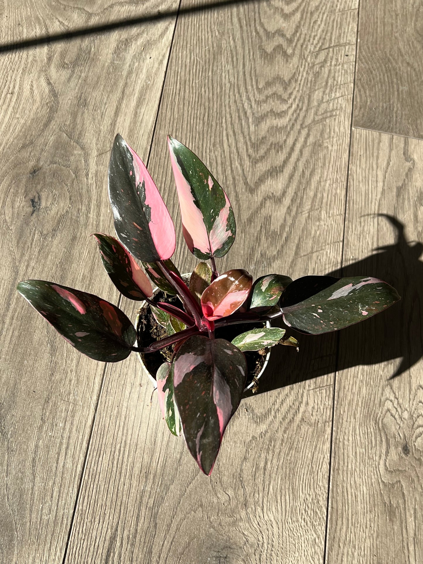 Philodendron Pink Princess