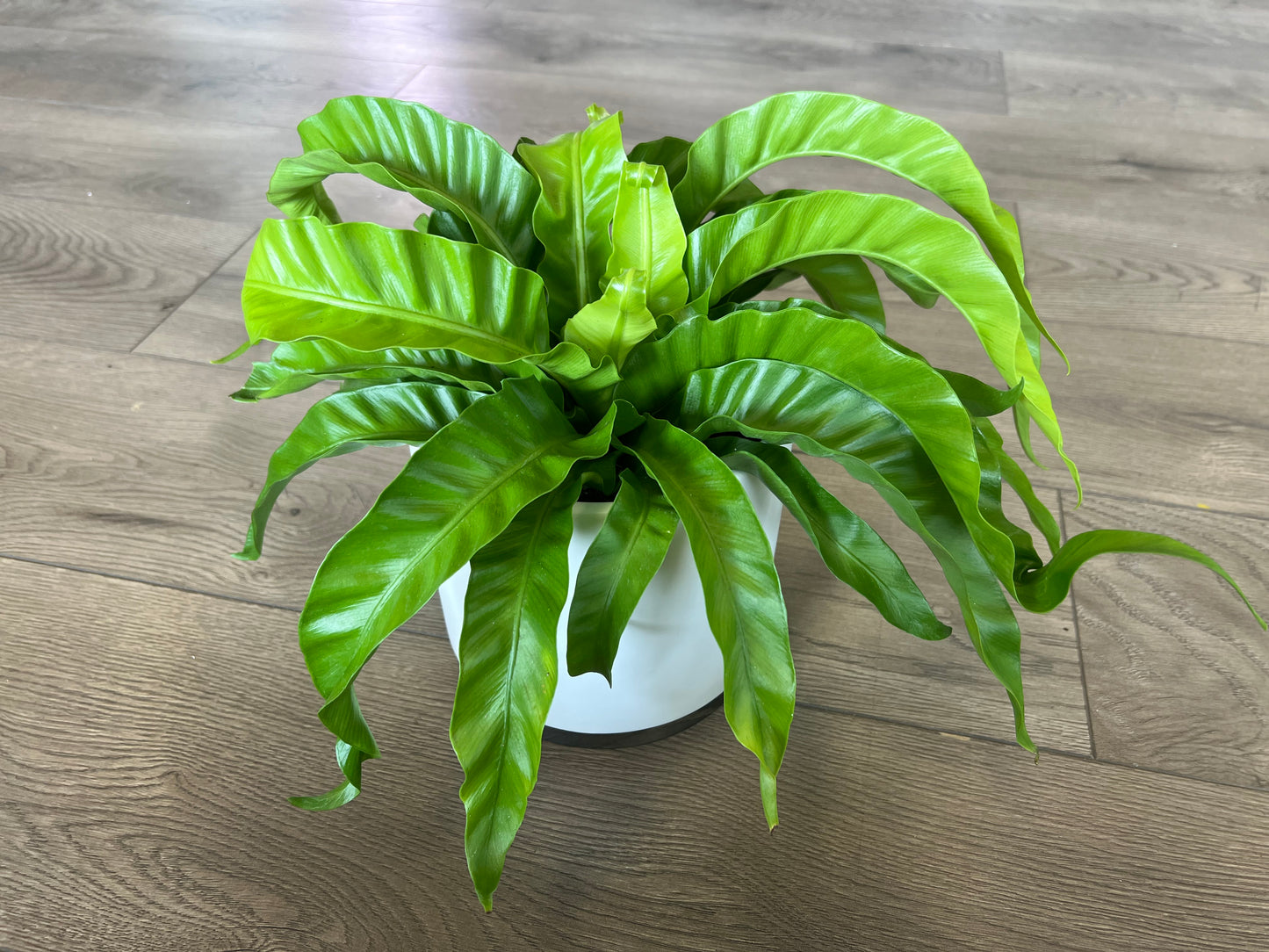 Asplenium antique 'Hurricane Birds nest fern'