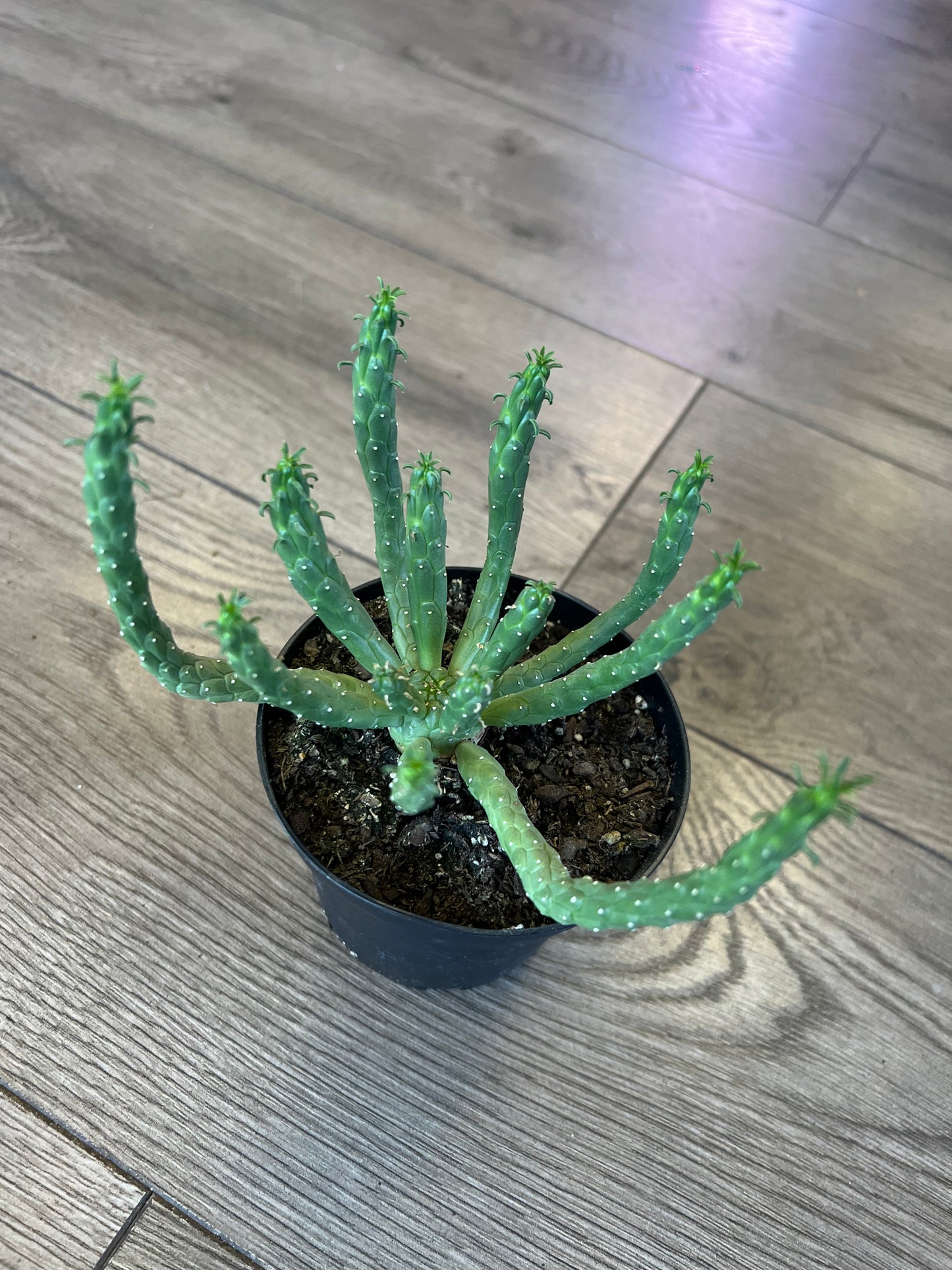 Euphorbia flanaganii 'Medusa's Head