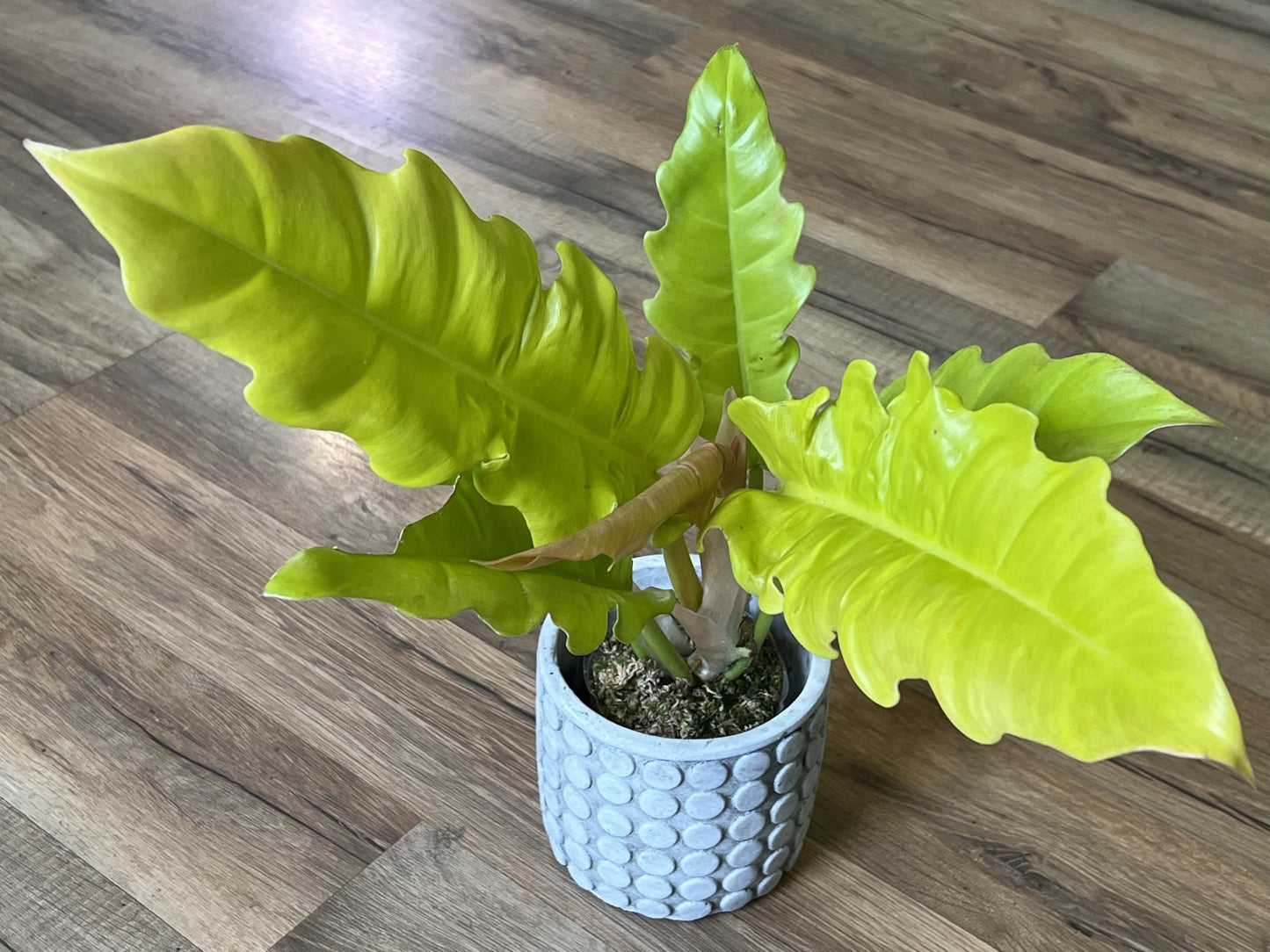 Philodendron gregarious 'Golden Crocodile'