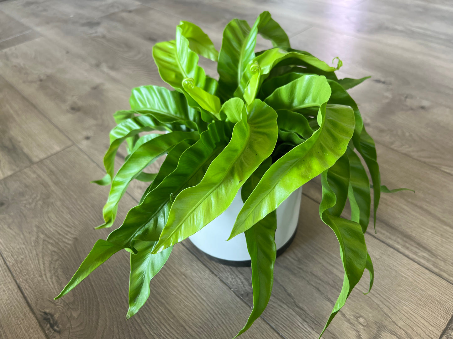 Asplenium antique 'Hurricane Birds nest fern'