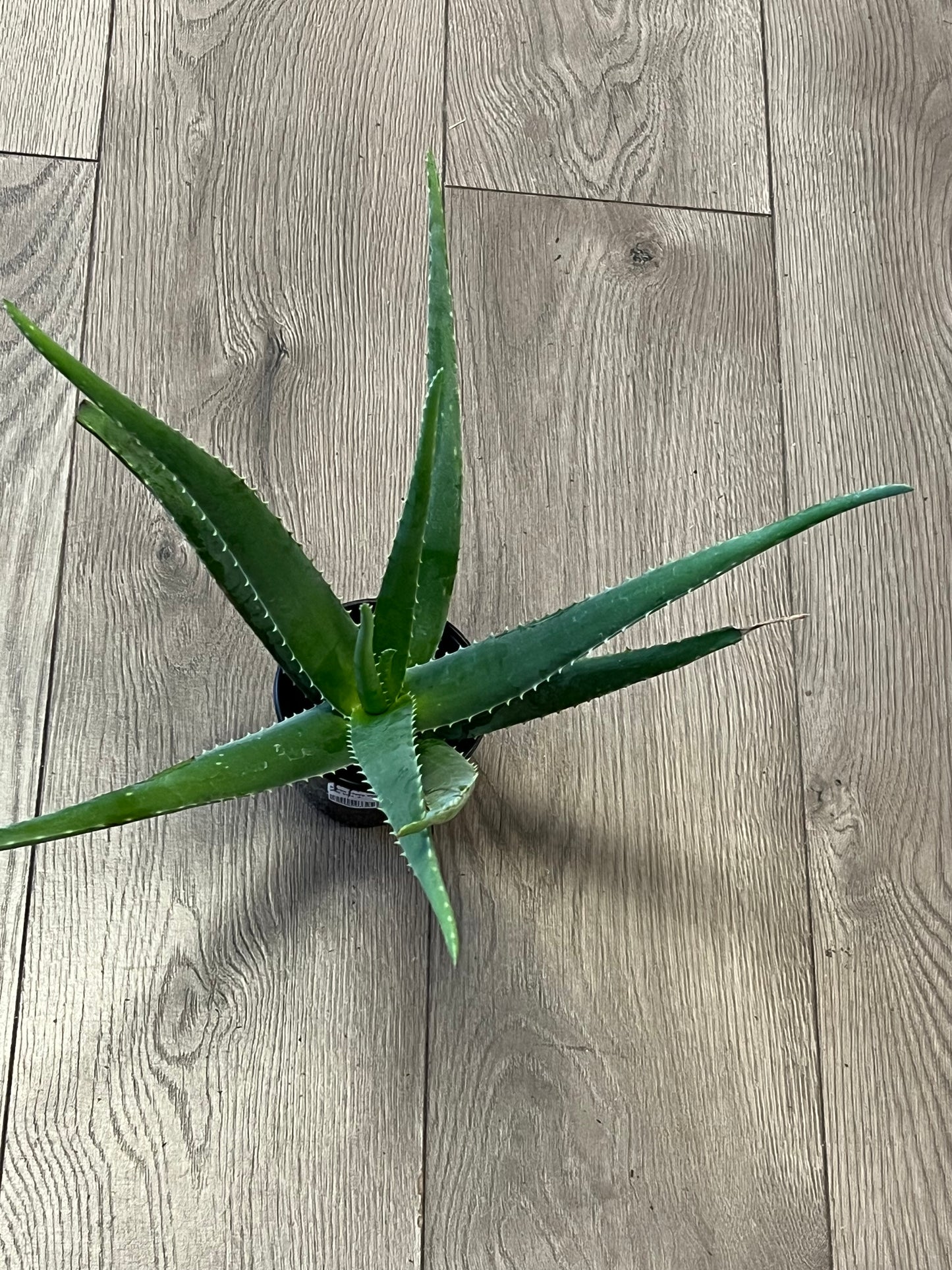 Aloe Vera