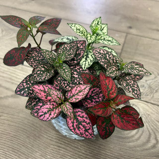 Hypoestes phyllostachya 'Multicolor Polka dot Plant'