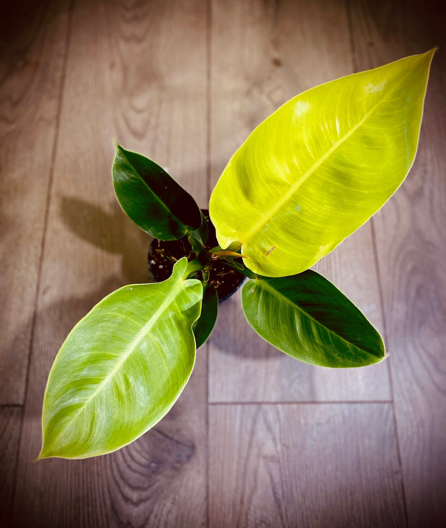 Philodendron 'Moonlight'