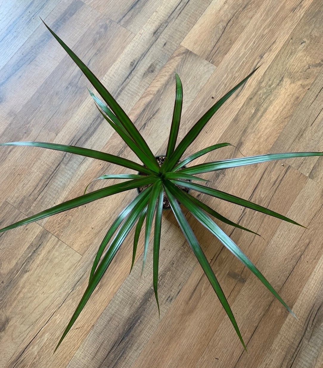 Dracaena marganita