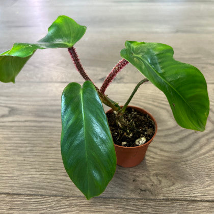 Philodendron squamiferum