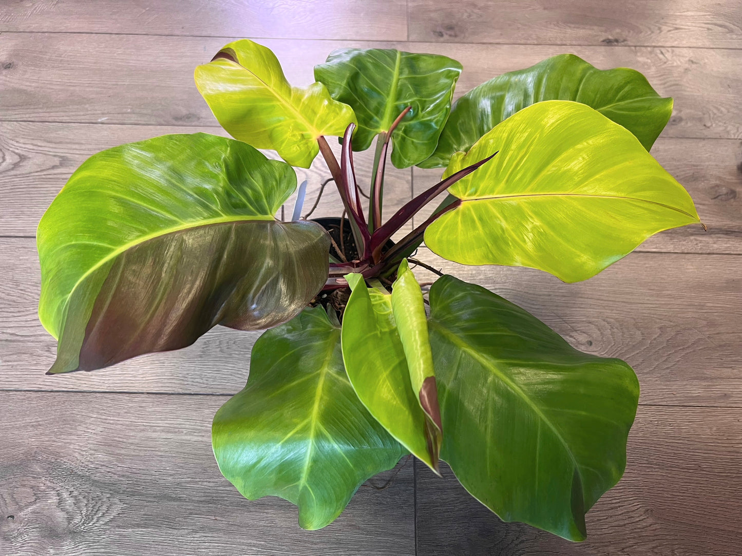 Philodendron 'Yellow Flame'