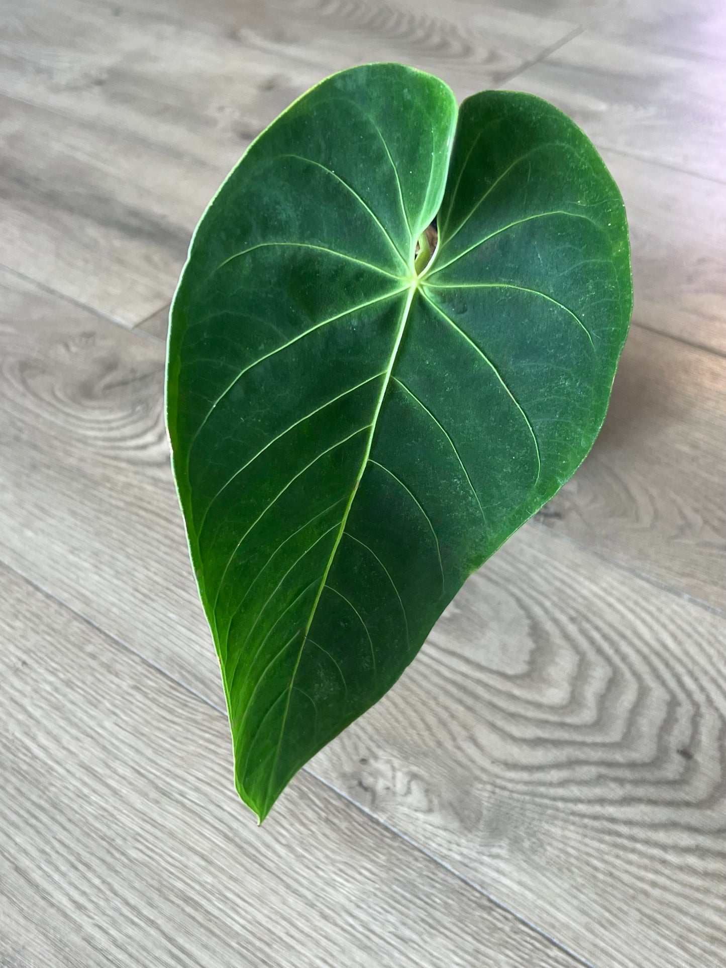 Anthurium queremalense