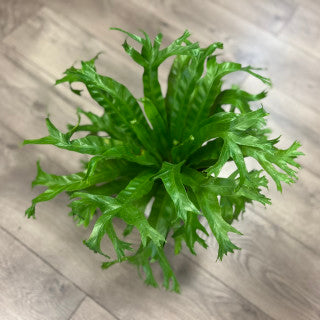 Asplenium nidus ' Leslie Birds Nest Fern'