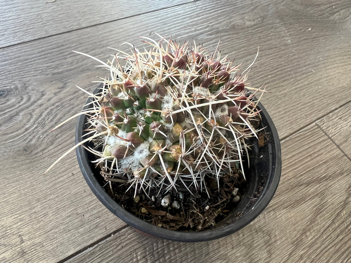 Mammillaria nejapenis 'Silver Arrow'