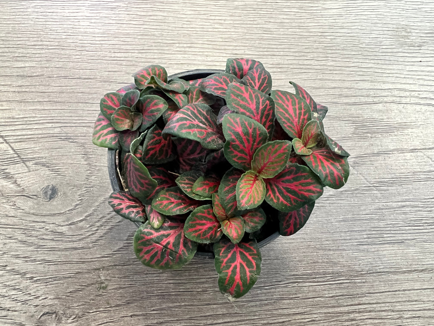 Fittonia 'Nerve Plant' Red