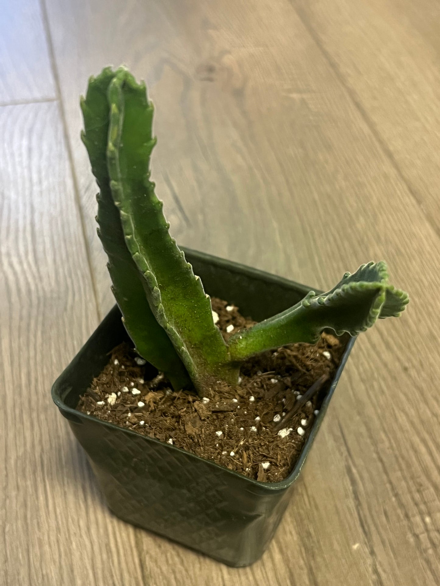 Stapelia gigantea 'Lifesaver cactus'