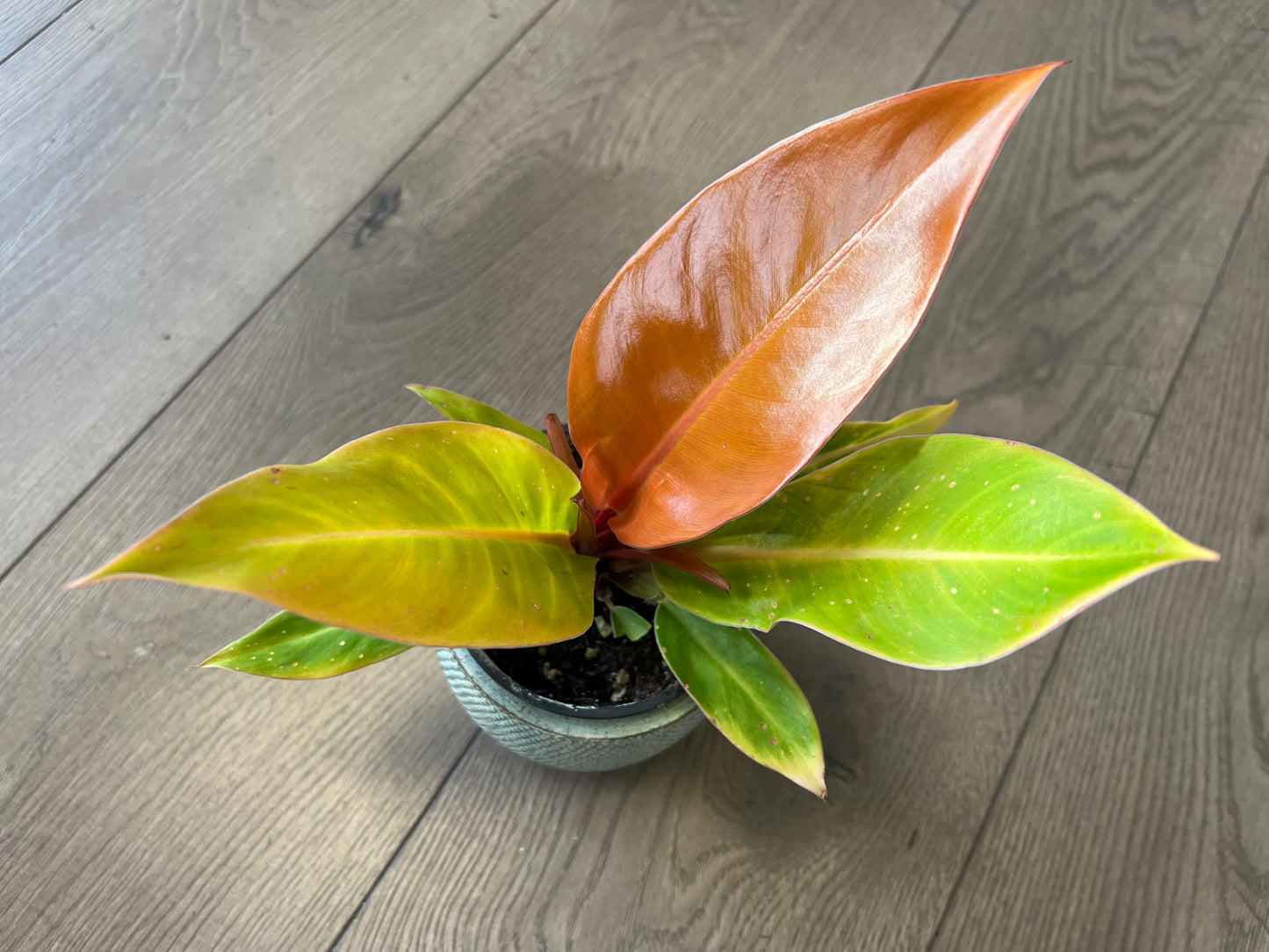 Philodendron 'Prince of Orange'