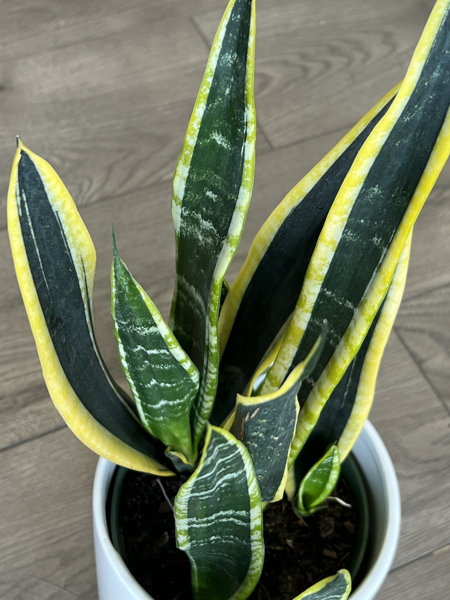 Sansevieria 'Laurentii Snake plant’
