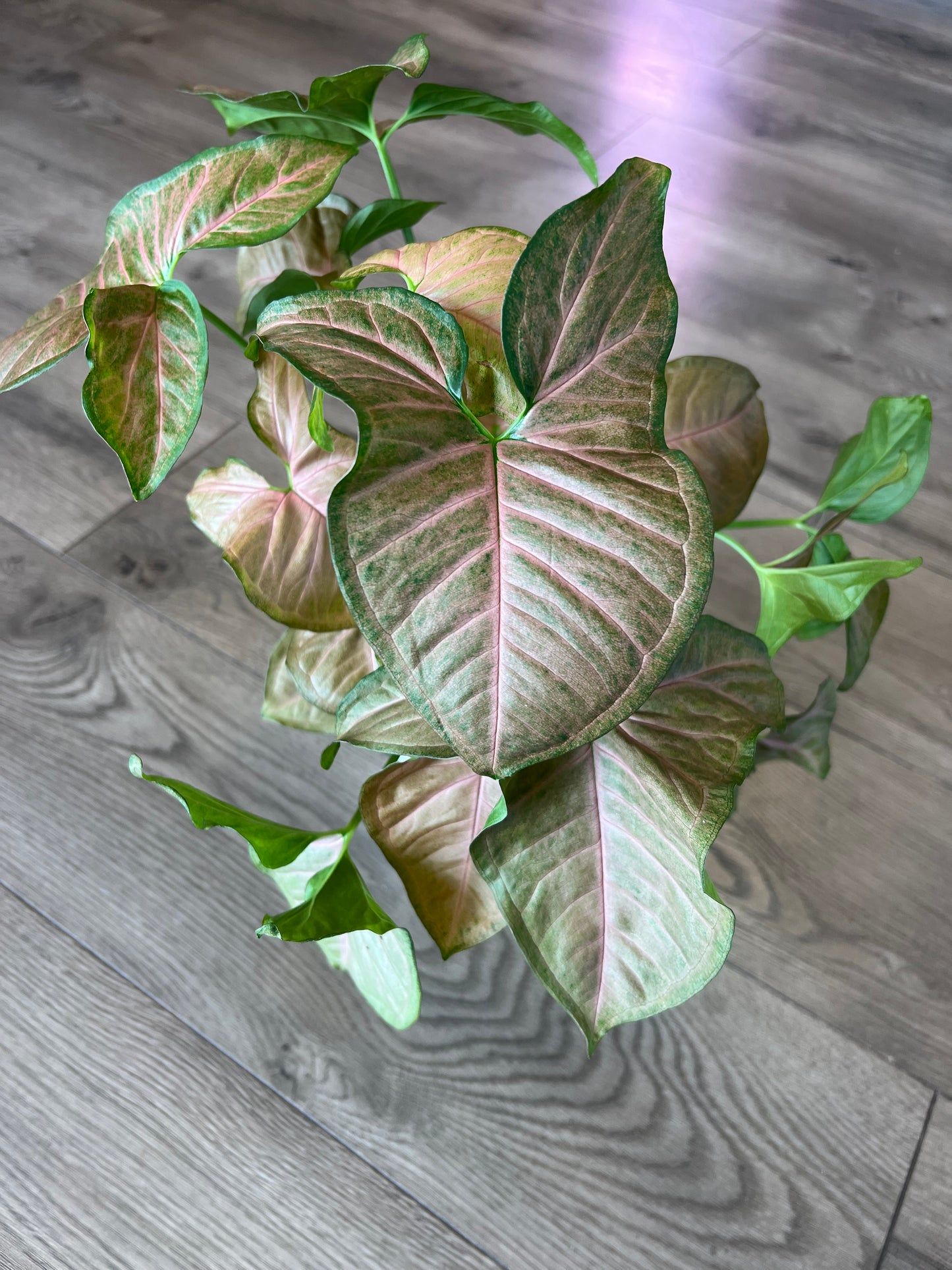 Syngonium 'Neon Robusta'