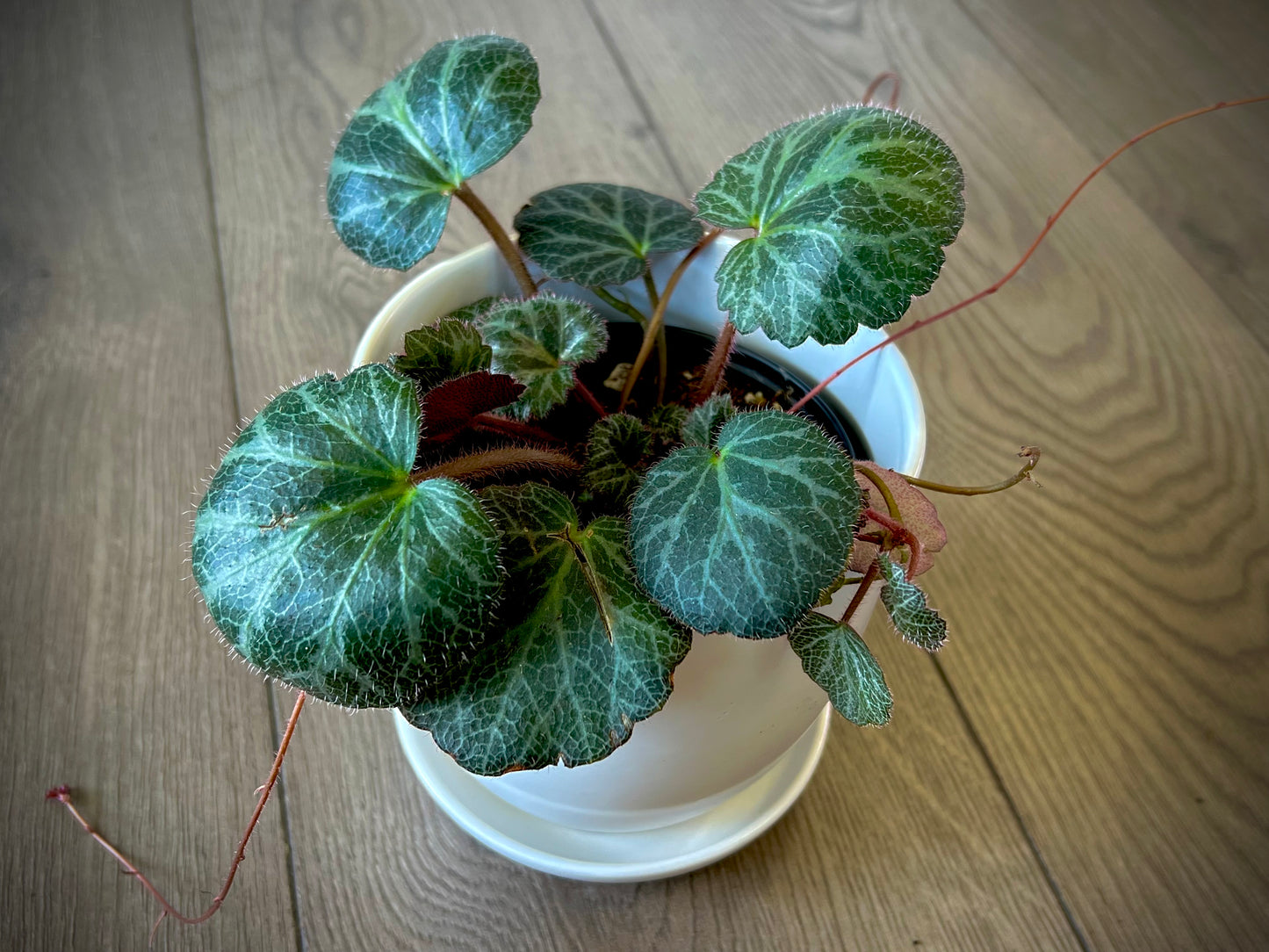 Saxifraga stolonifera 'Strawberry Begonia'