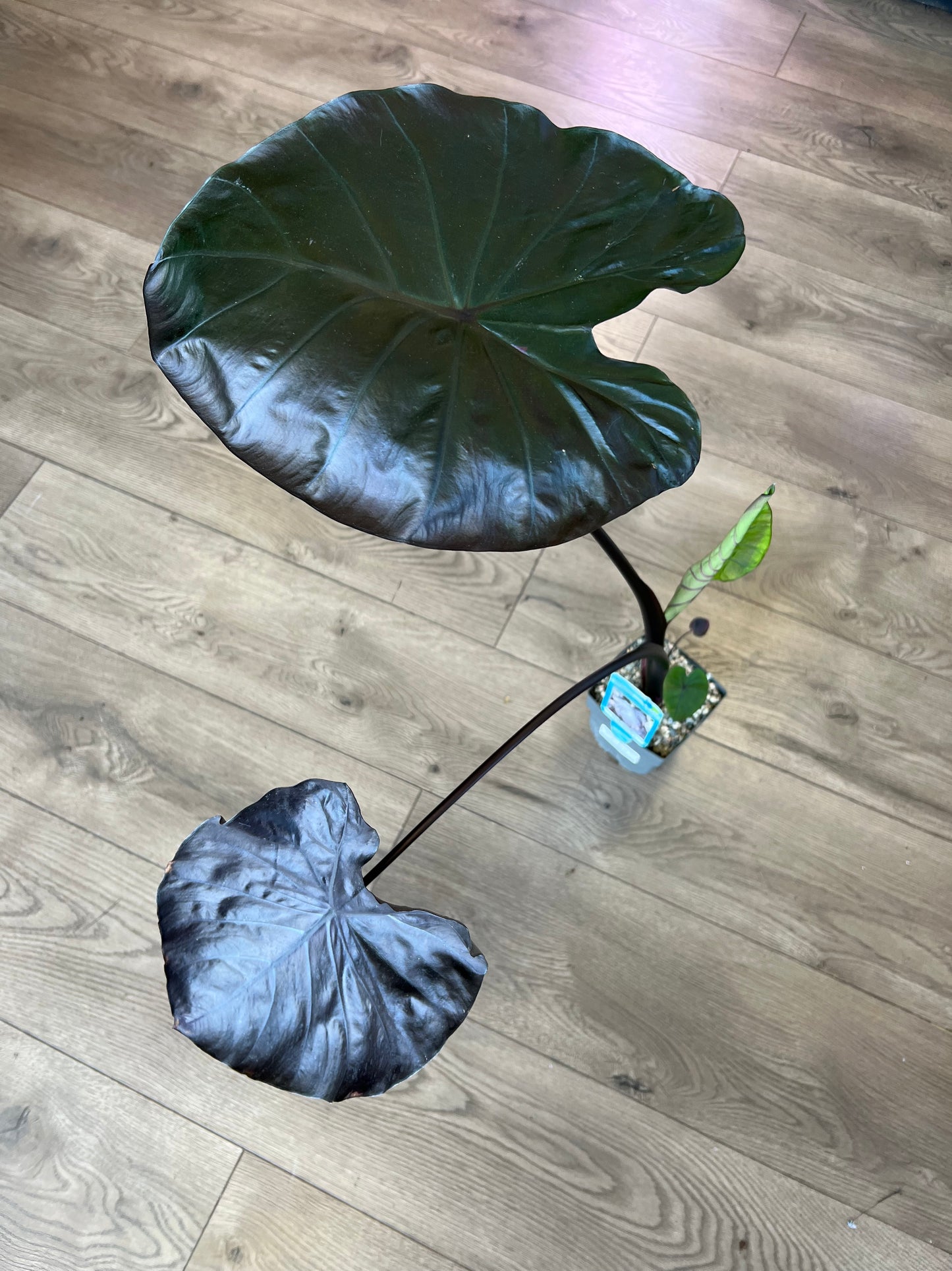Colocasia 'Black Coral'