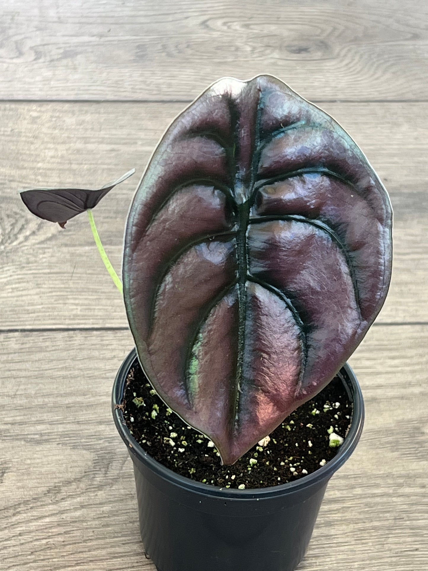 Alocasia 'Cuprea'