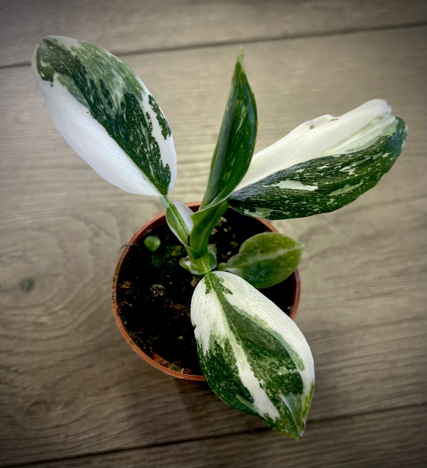 Philodendron 'White Wizard'
