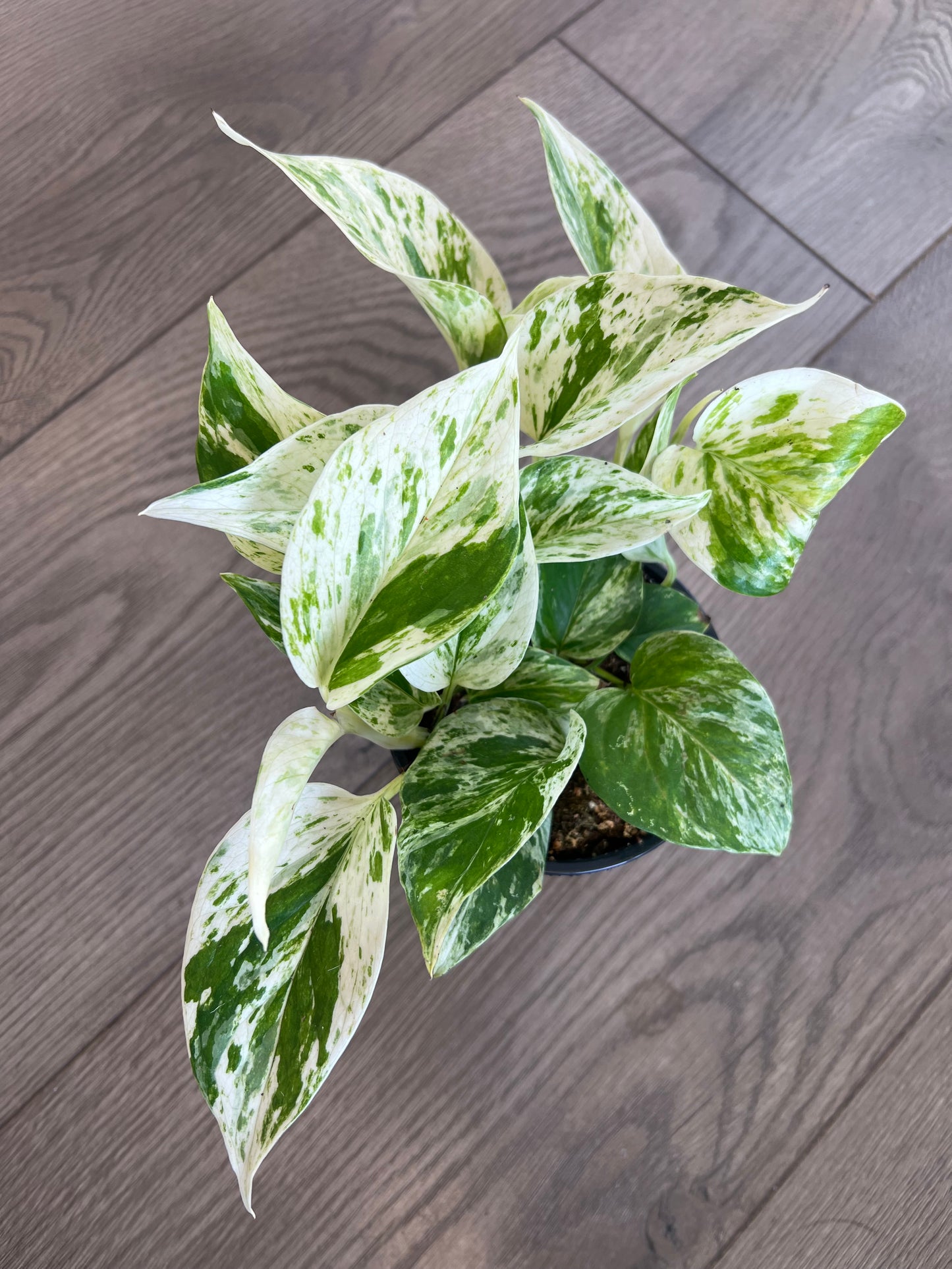 Epipremnum aureum 'Snow Queen Pothos'