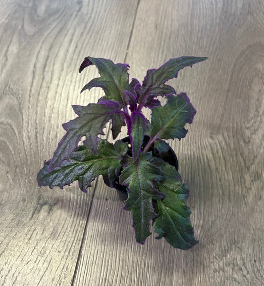 Gynura aurantiaca 'Purple Passion'