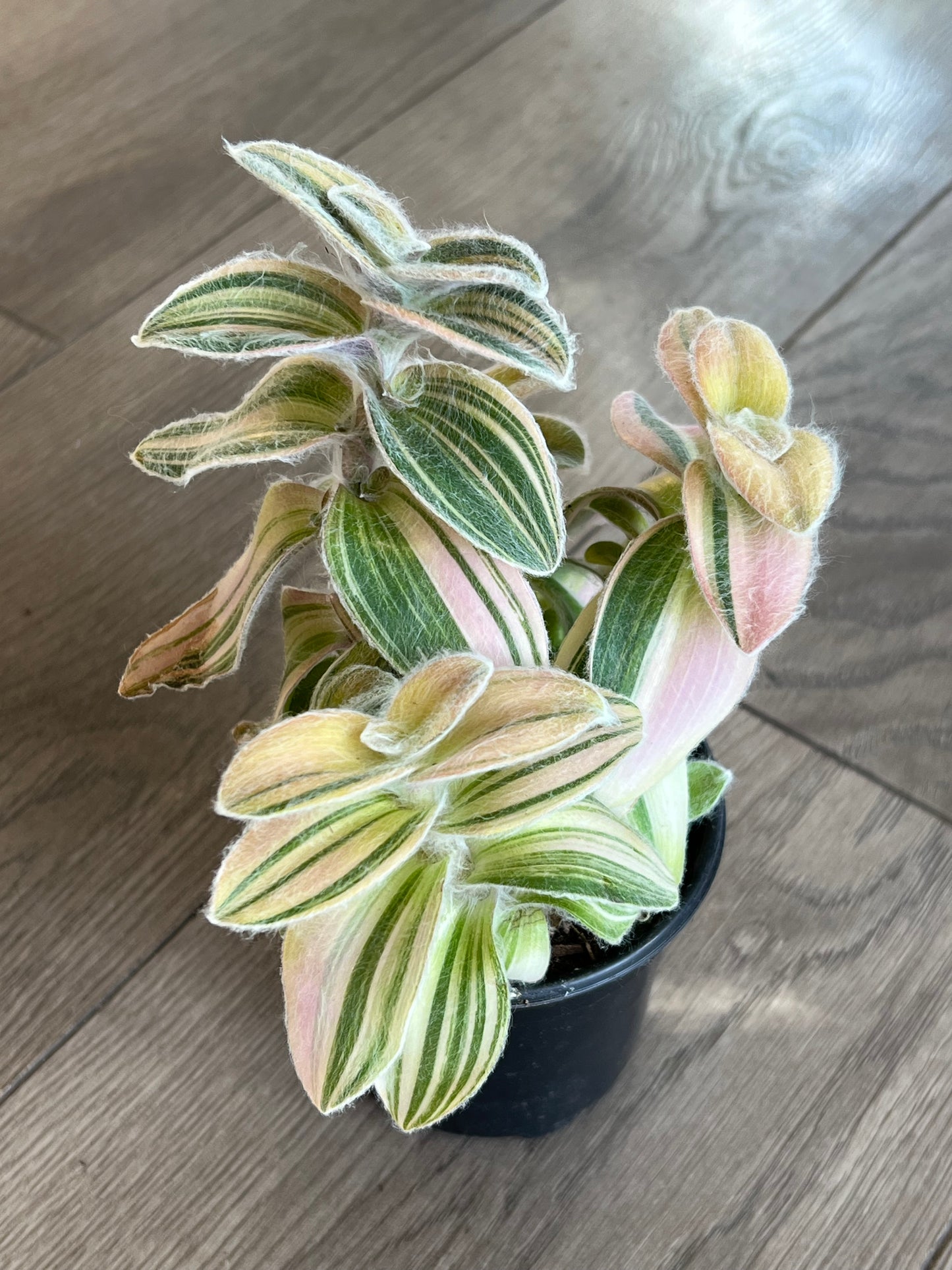 Tradescantia 'Velvet Moon'