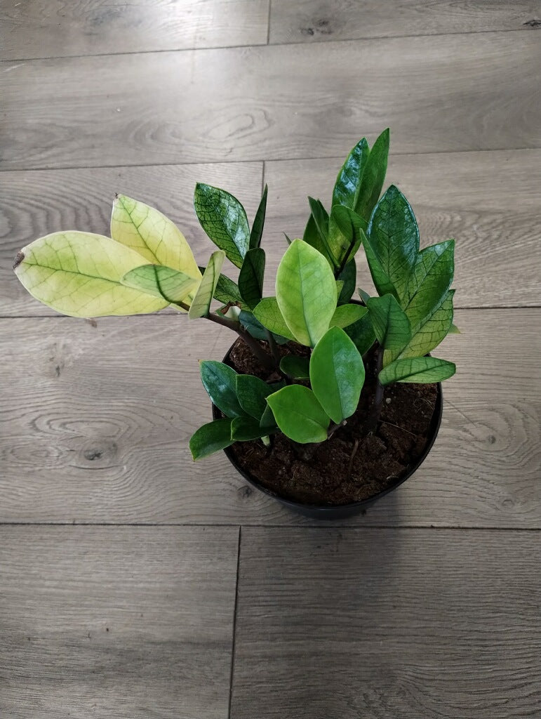 Zamioculcas zamiifolia 'Chameleon ZZ'