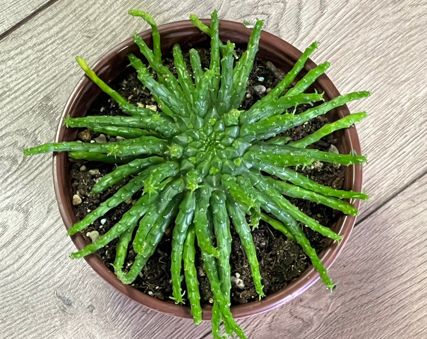 Euphorbia flanaganii 'Medusa's Head