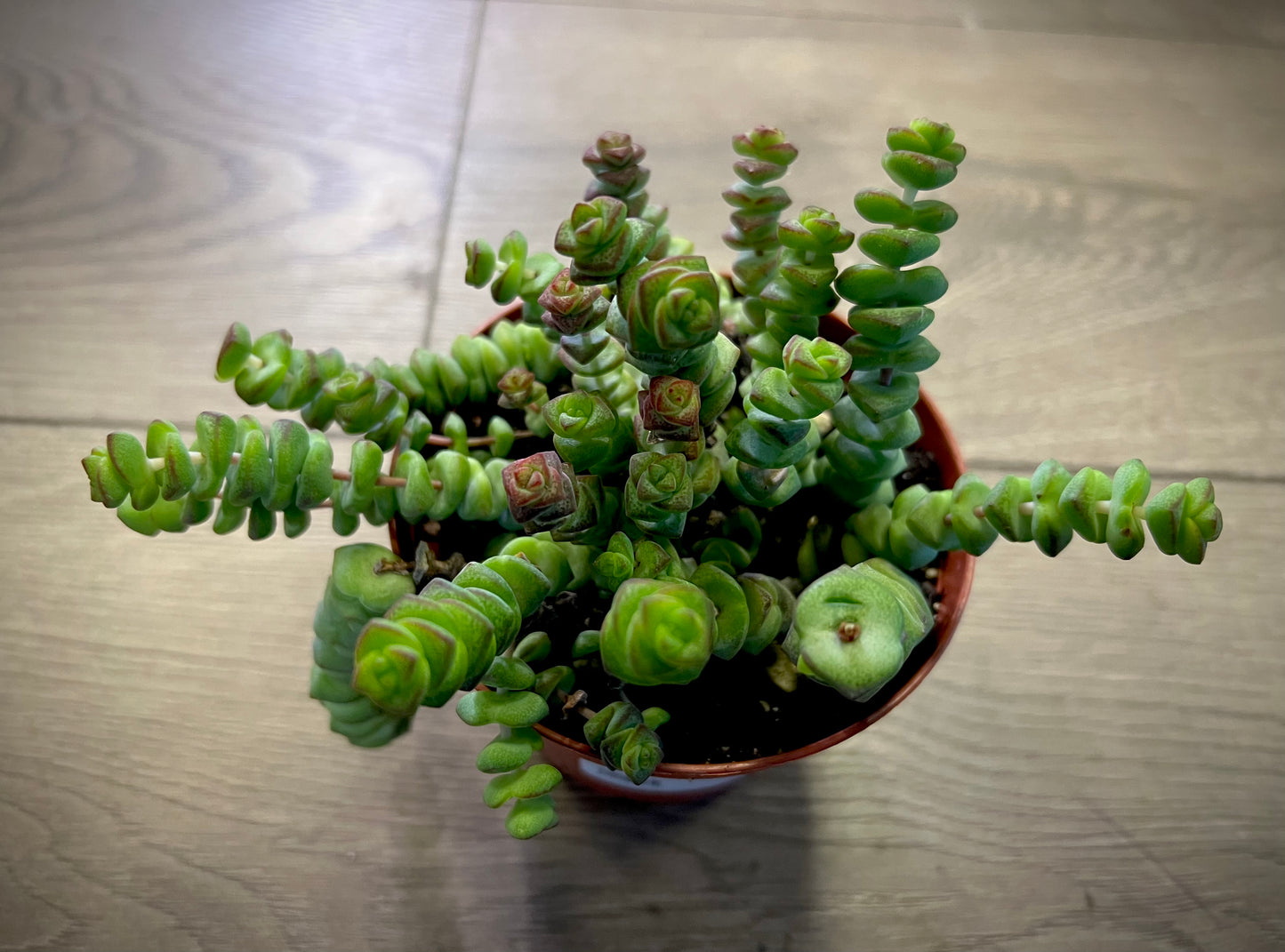 Crassula marnieriana 'Jade Necklace'