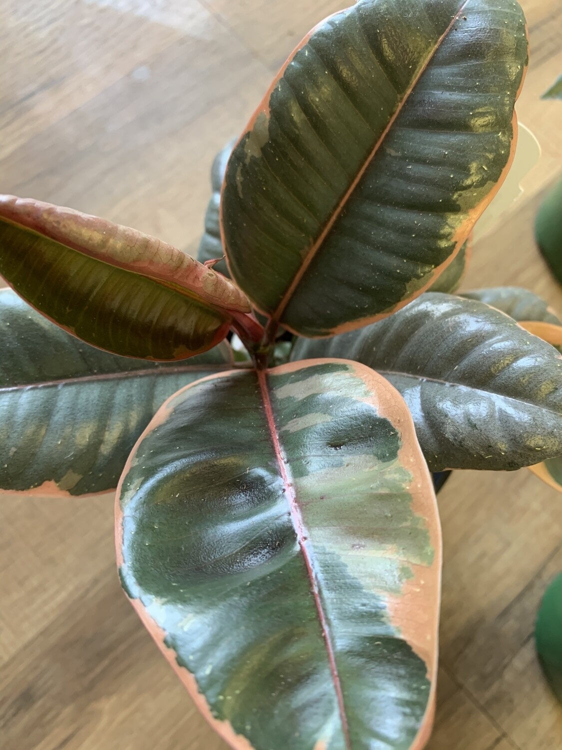 Ficus elastica 'Ruby Rubber tree'