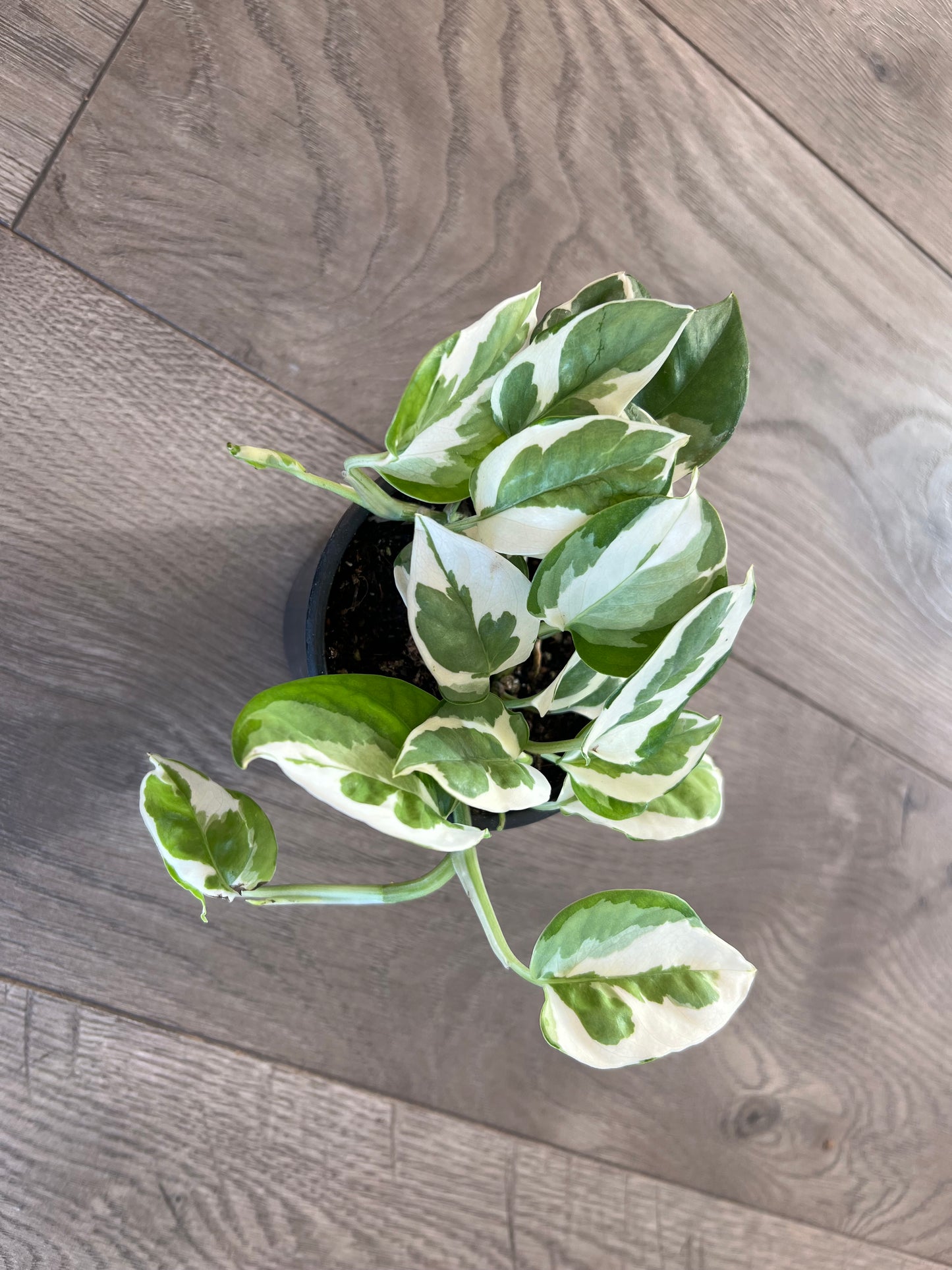 Epipremnum aureum 'N'Joy pothos'