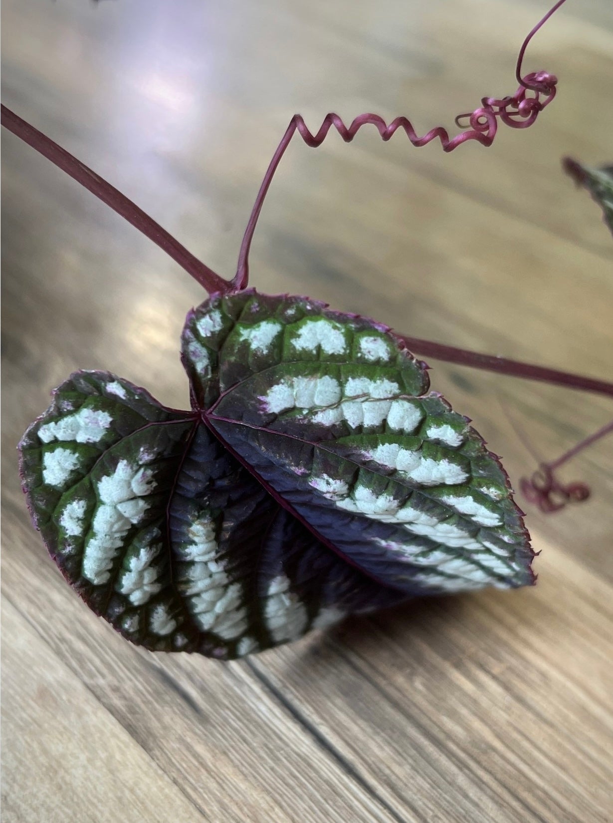 Cissus javana 'Begonia Vine'