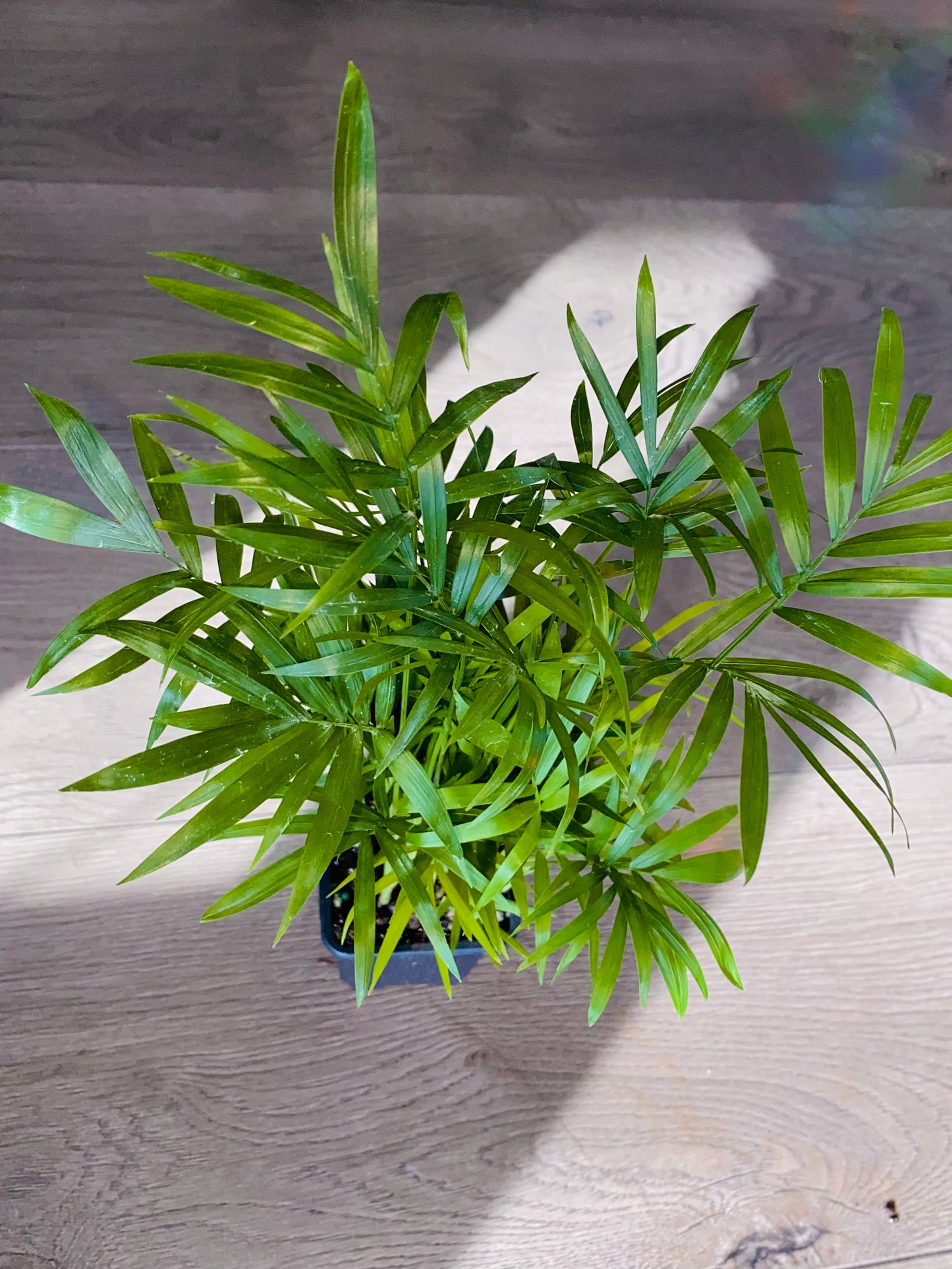 Chamaedorea elegans neanthe 'Bella Palm'