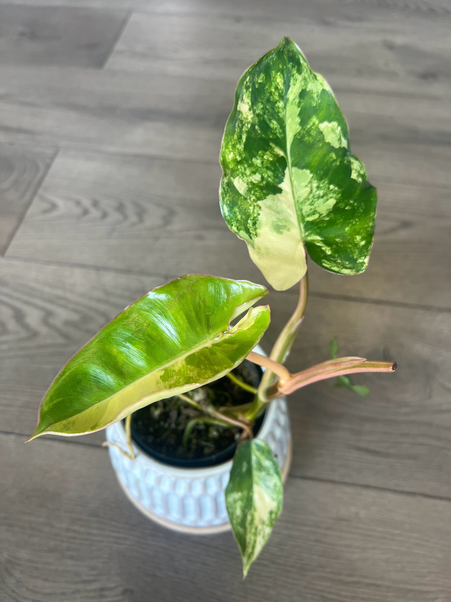 Philodendron 'Burle Marx Varigated'