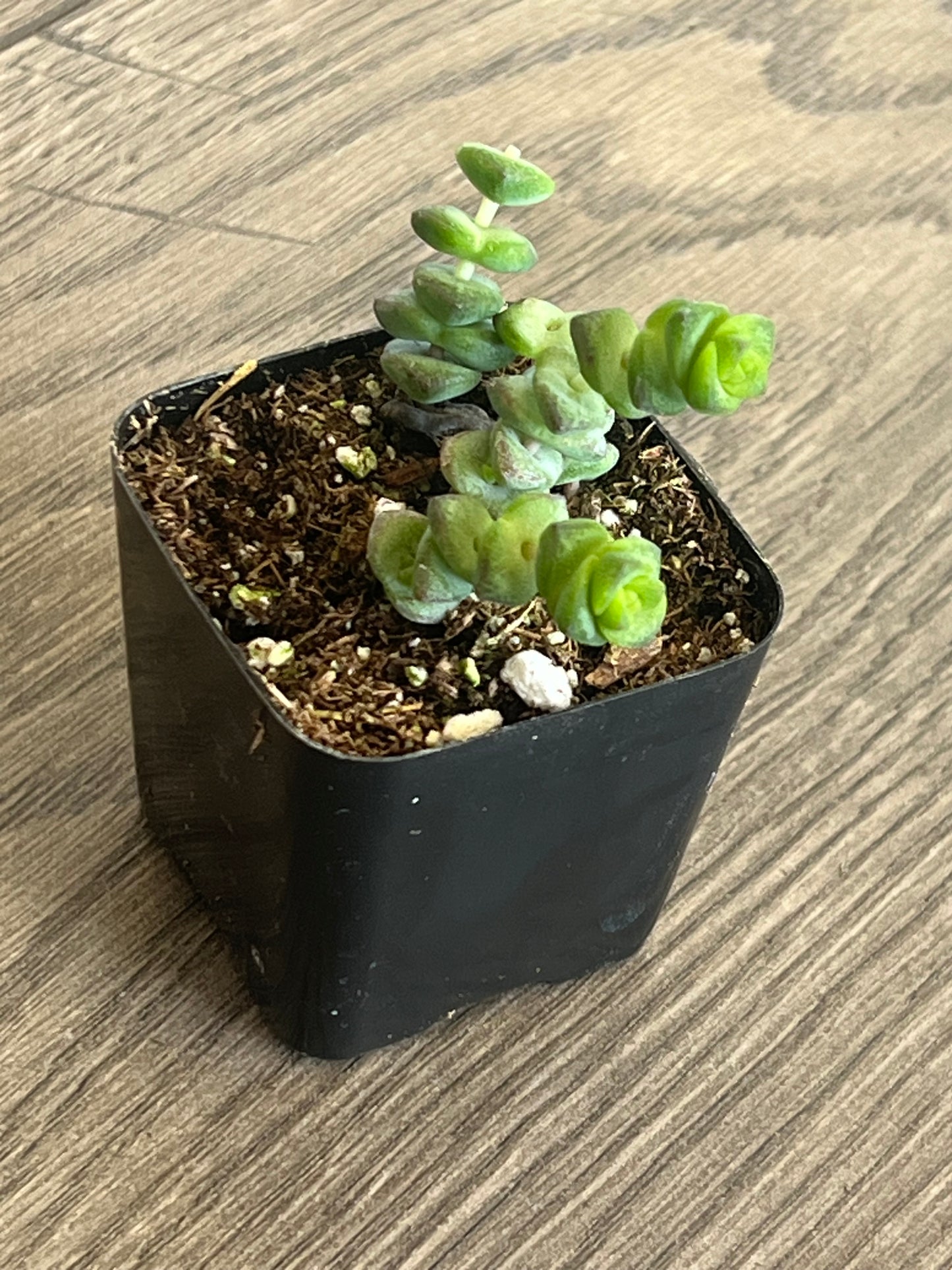 Crassula marnieriana 'Jade Necklace'