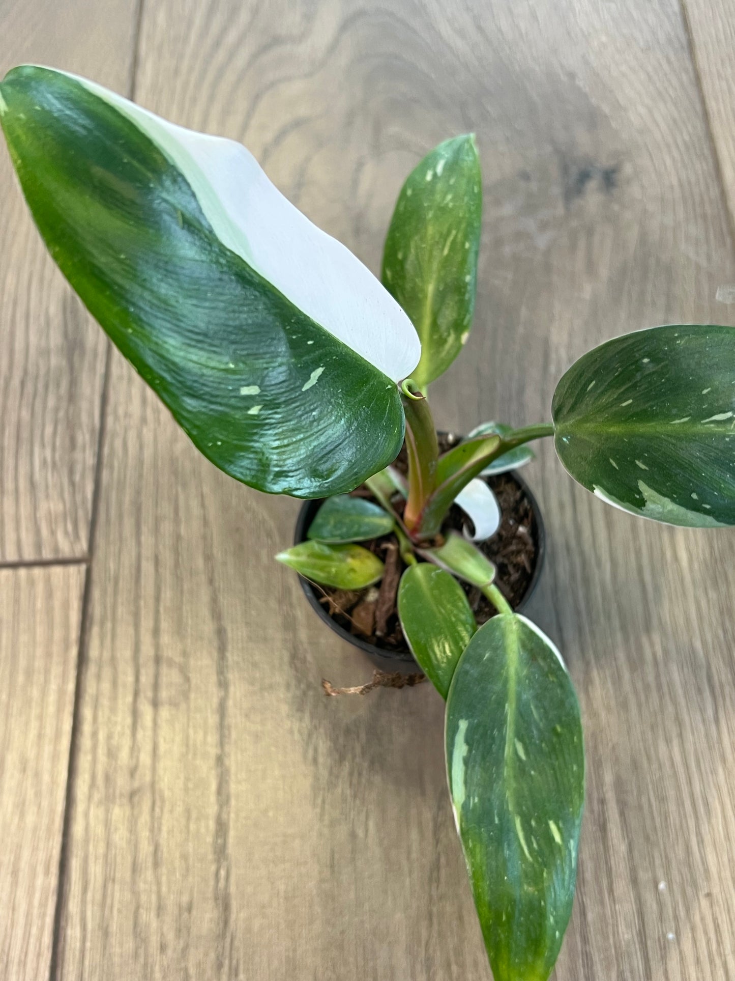 Philodendron 'White Princess'