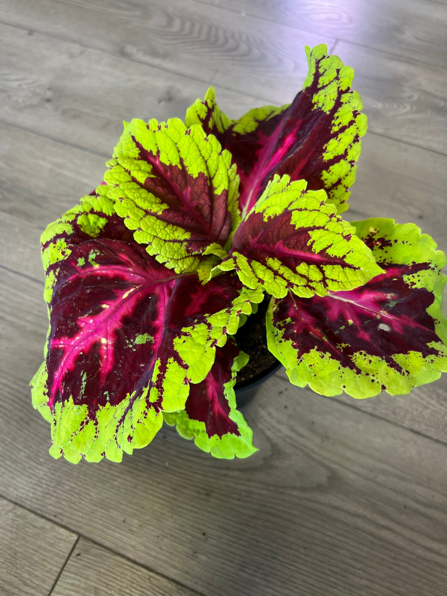 Coleus 'King Rose'