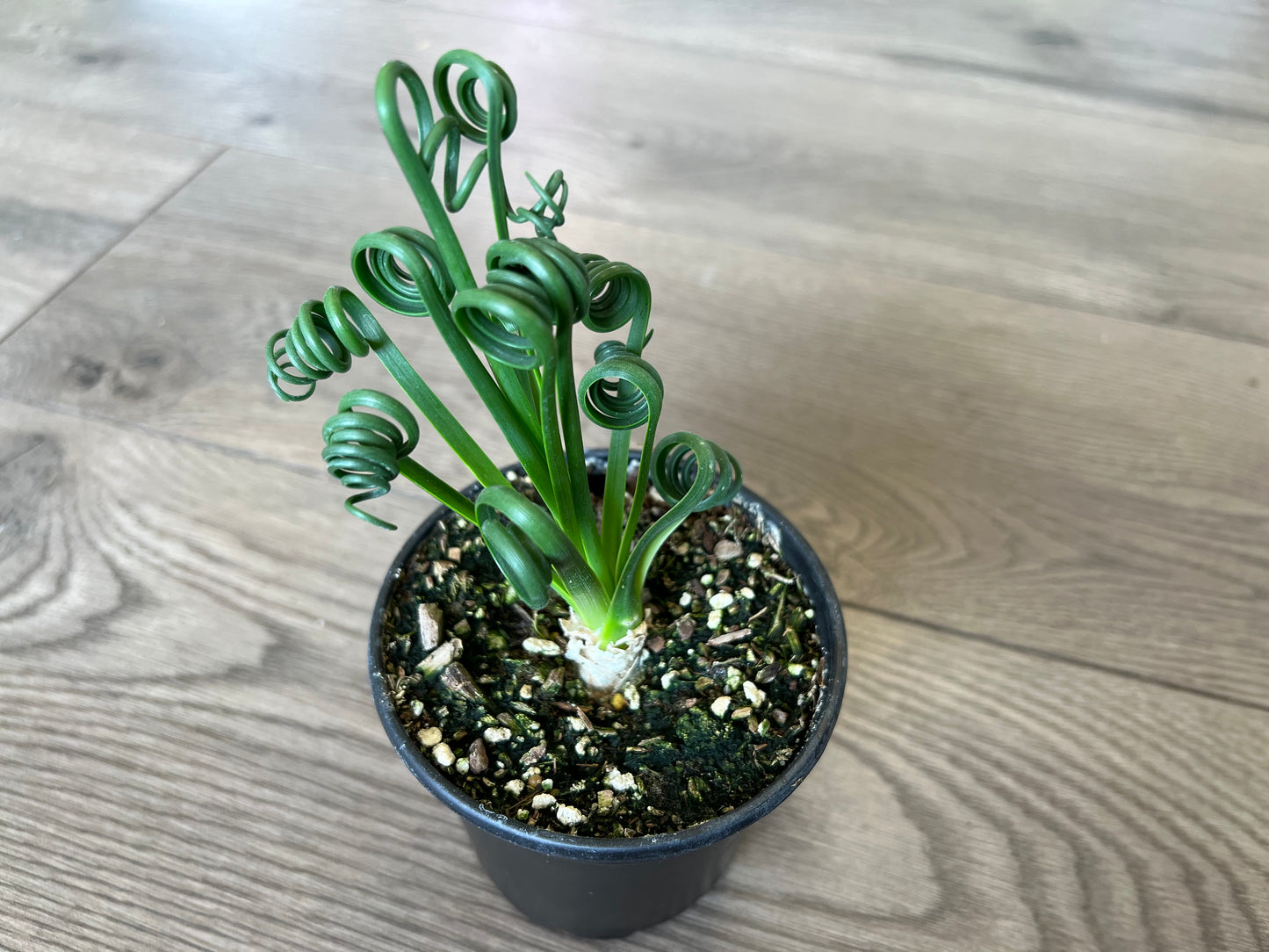 Albums spiralis 'Frizzle Sizzle'