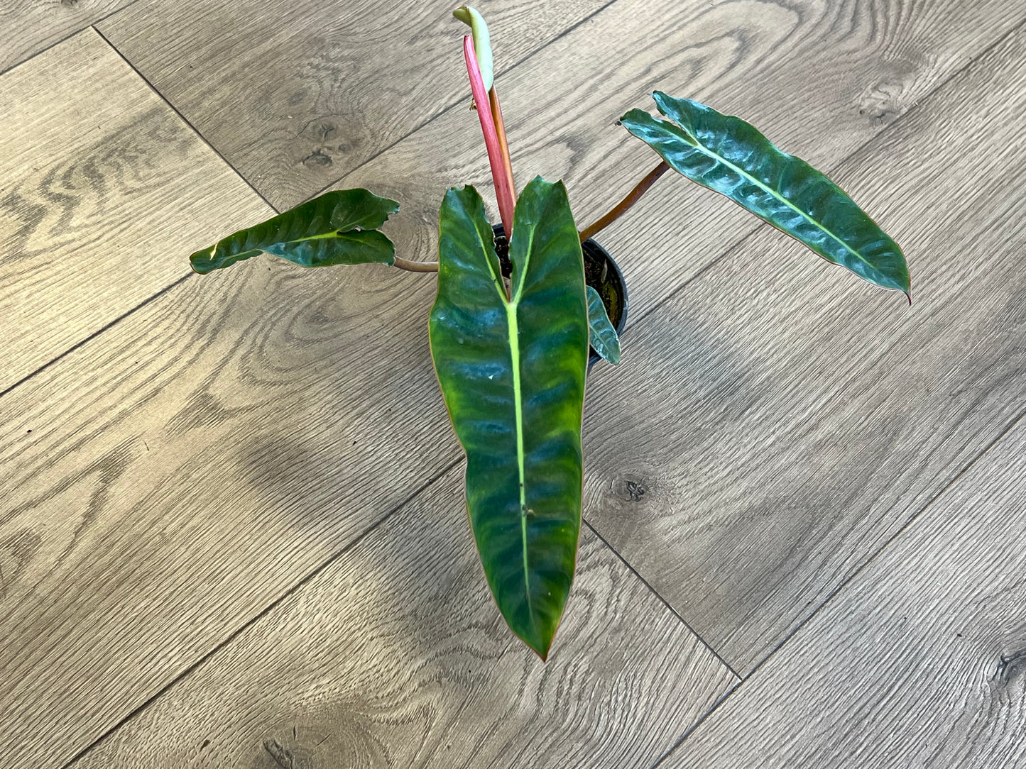 Philodendron 'Billietia'