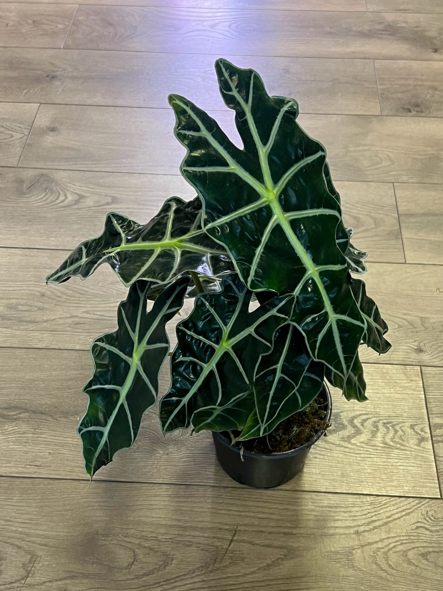 Alocasia 'Polly'