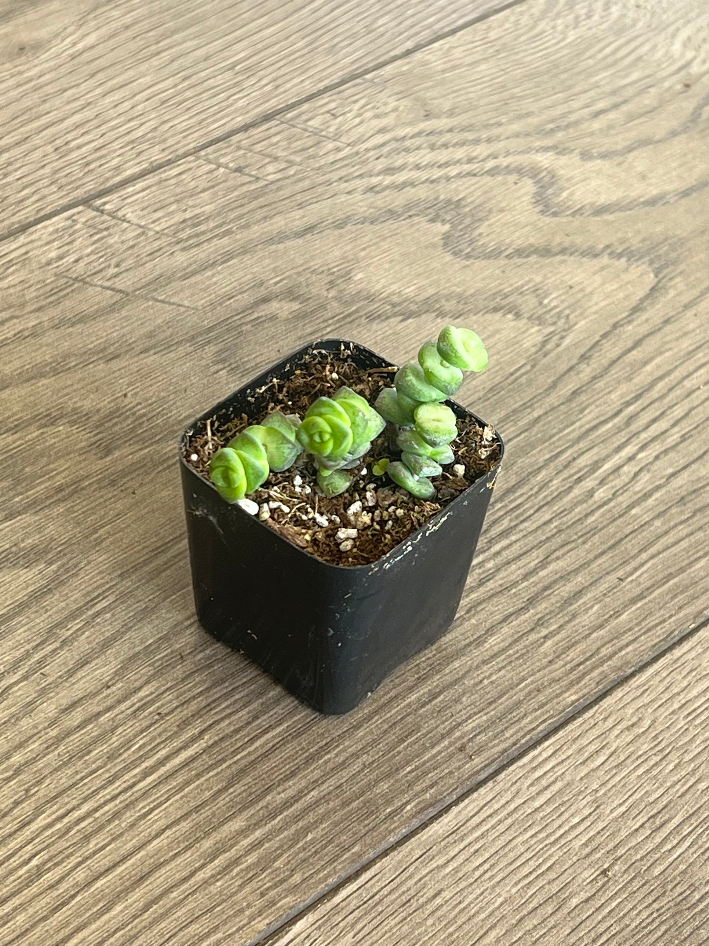 Crassula marnieriana 'Jade Necklace'