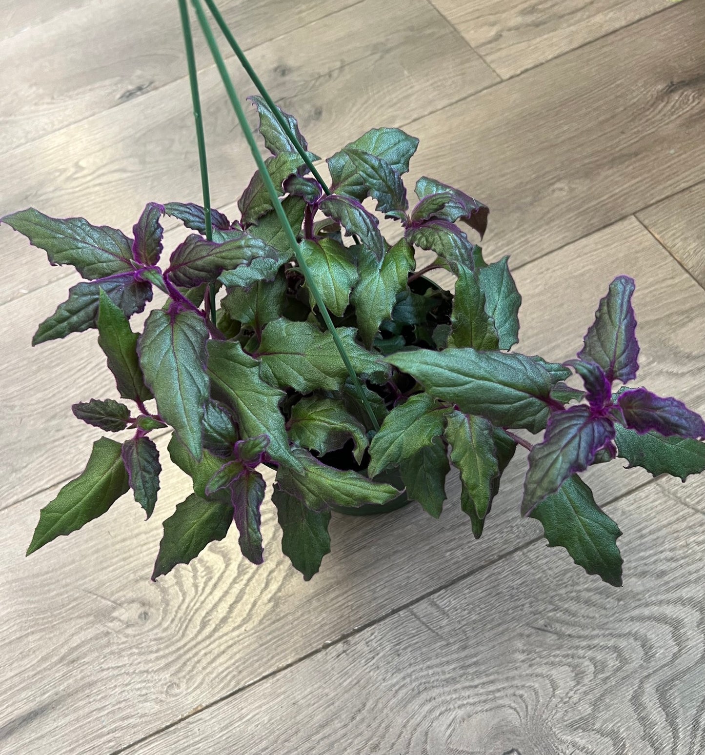 Gynura aurantiaca 'Purple Passion'