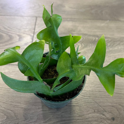 Epiphyllum chrysocardium 'Fernleaf Cactus'