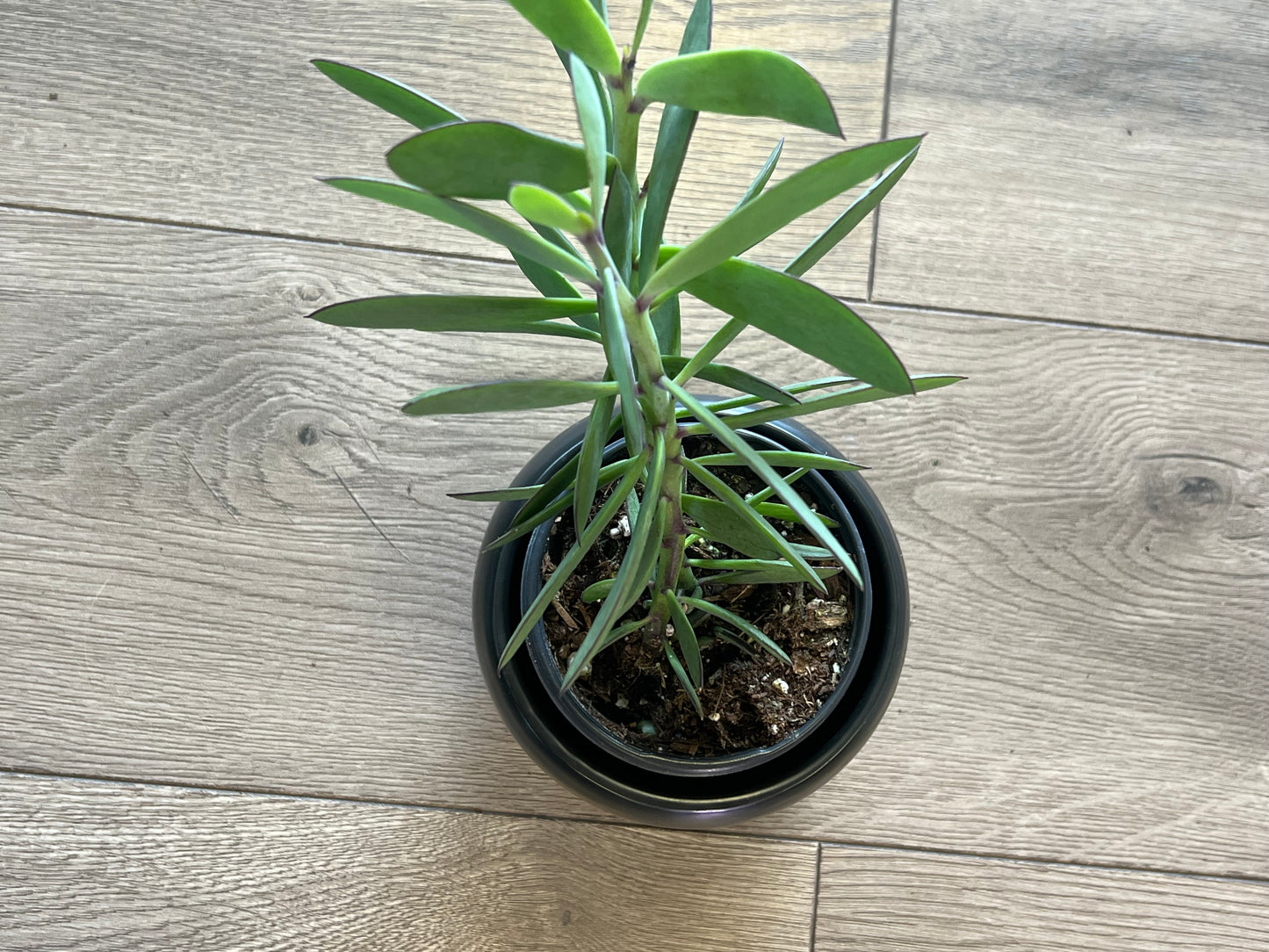 Senecio crassissimus 'Lavender Steps'