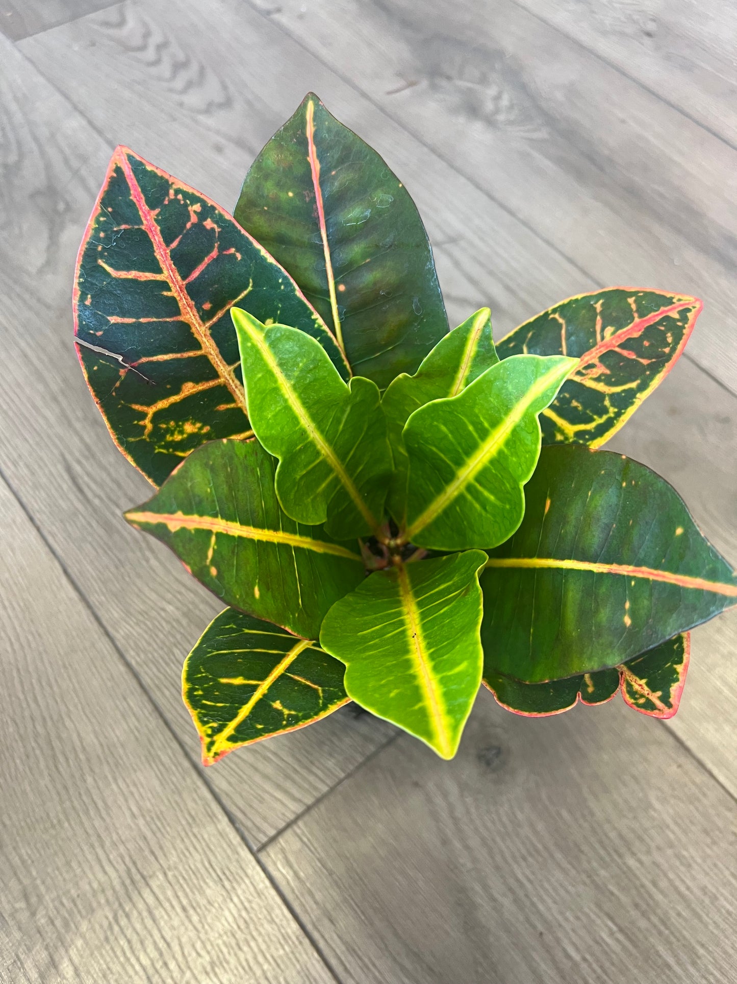 Croton Petra