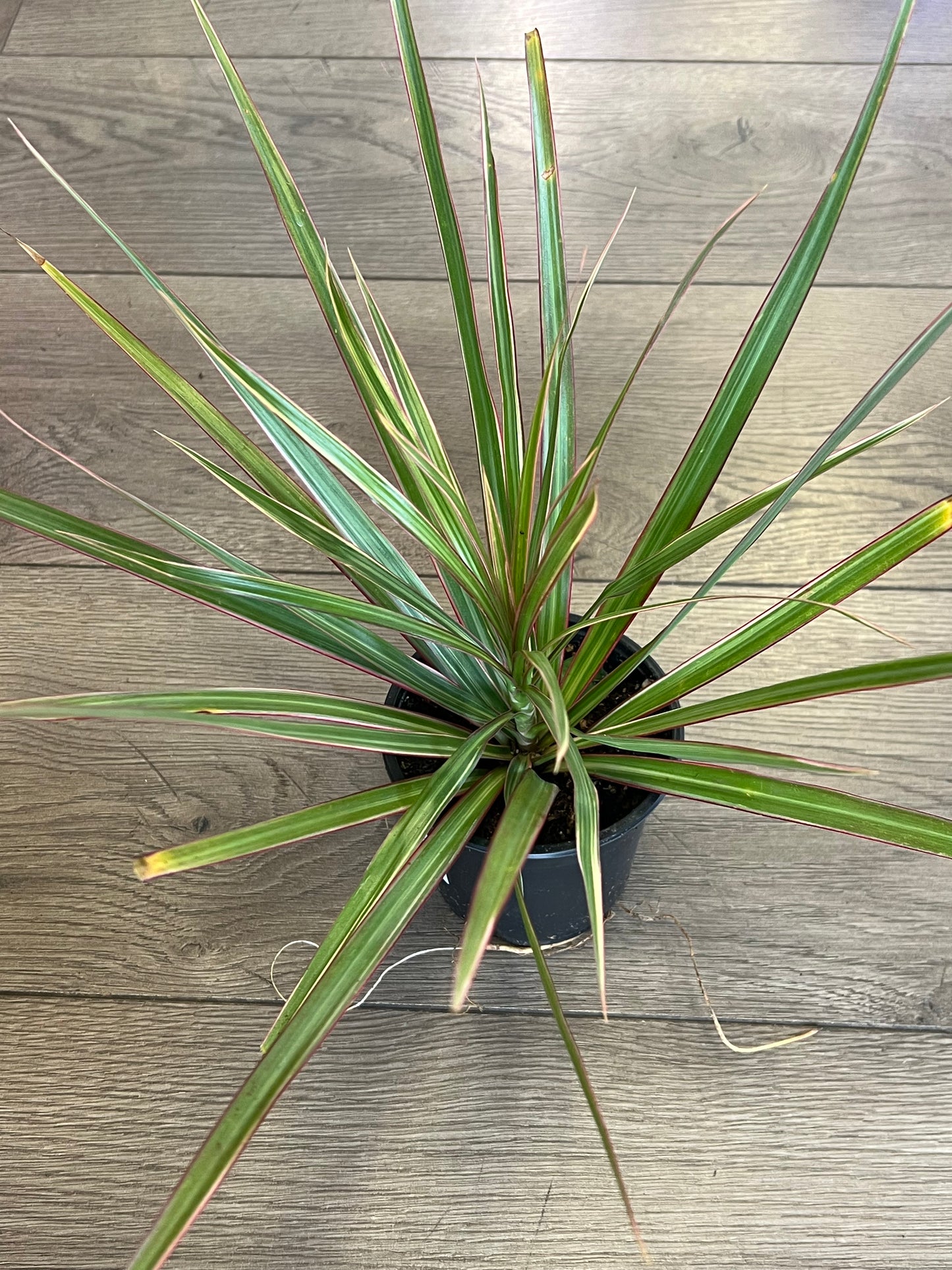 Dracaena marganita 'Bi-Color'