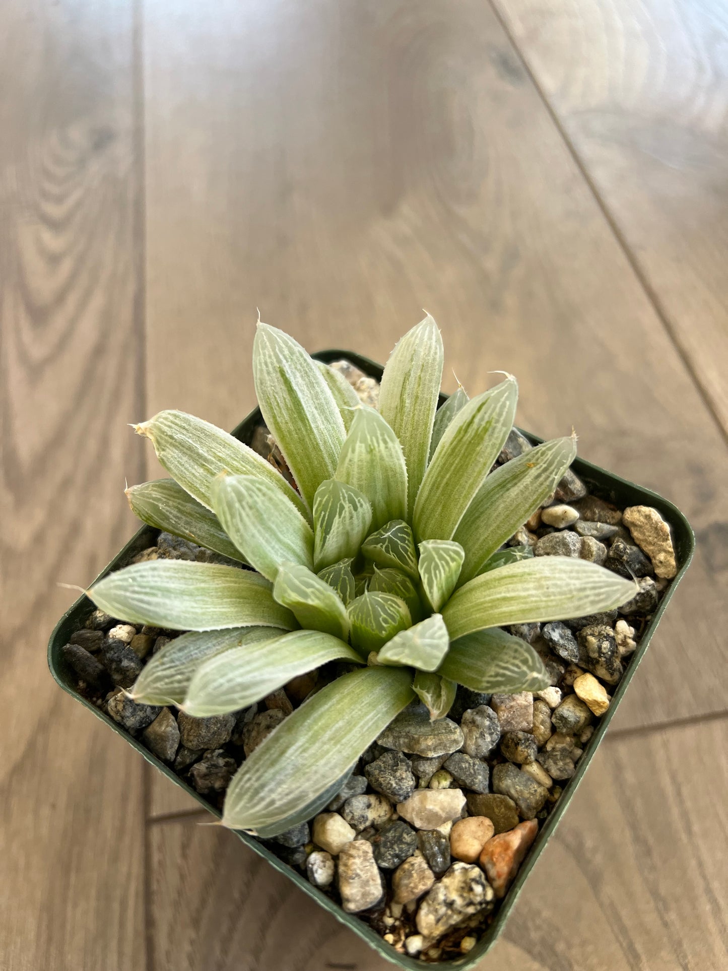 Haworthia retusa 'White Ghost'